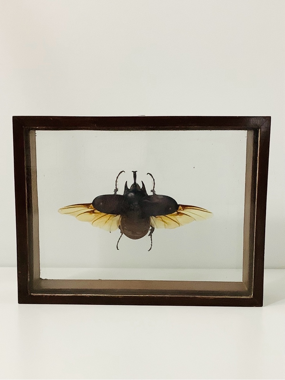 Real Mounted Taxidermy Rhinoceros Beetle from Peru